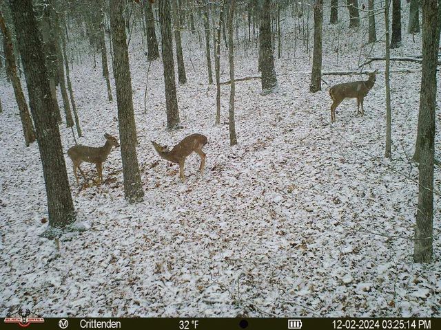 41.15 acres State Highway 506, Marion, KY 42064
