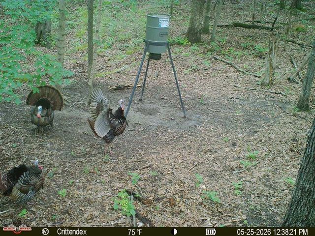 41.15 acres State Highway 506, Marion, KY 42064