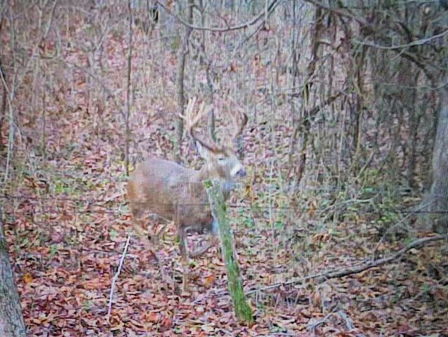 41.15 acres State Highway 506, Marion, KY 42064