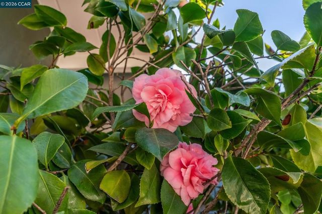 2819 2819 Kay Ave, Concord, CA 94520