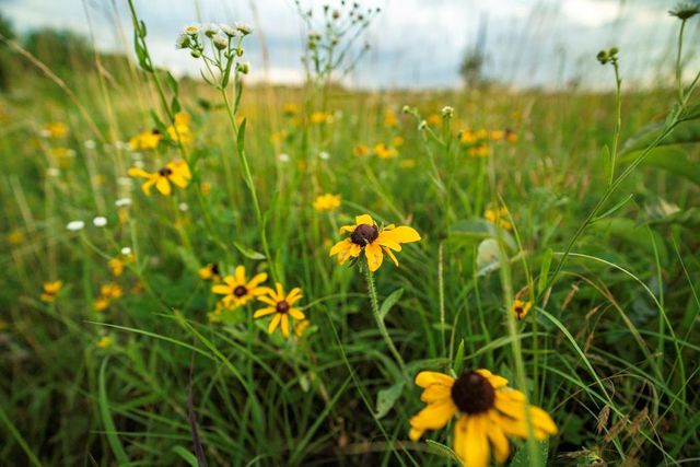 33117 SE 800 Road, Kincaid, KS 66039