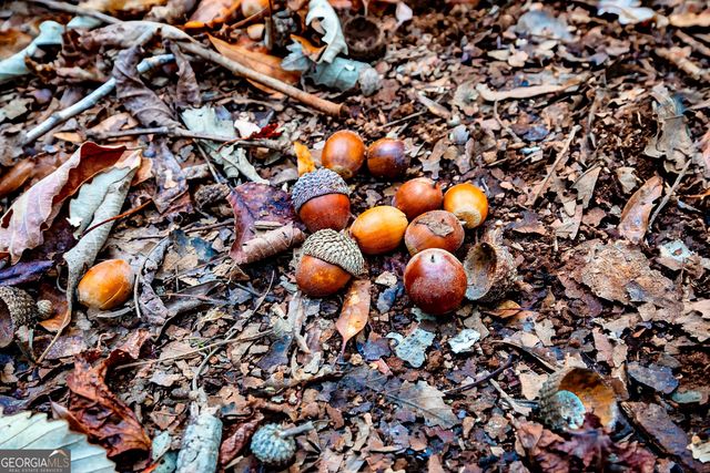 0 Morgan Mill Road, Senoia, GA 30276