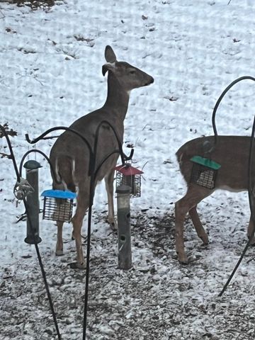 1135 1st Street NW, Oronoco, MN 55960