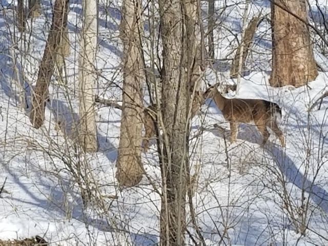 8732 Woodpointe Circle, Indianapolis, IN 46234