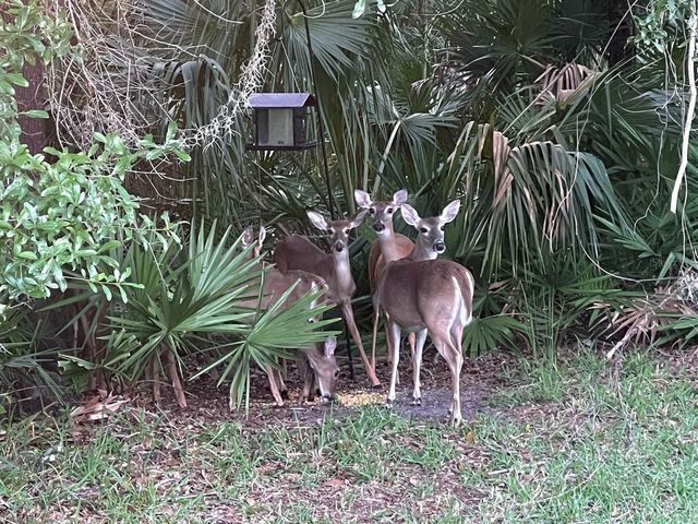 5245 GATO DEL SOL CIRCLE, Wesley Chapel, FL 33544