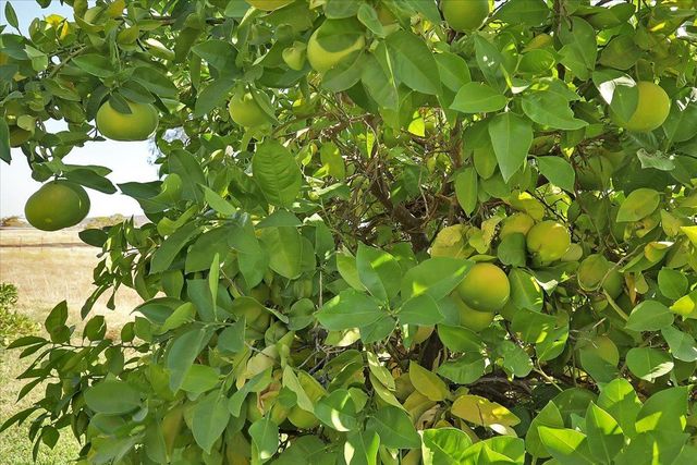 8890 Daguerra Point Dr, Marysville, CA 95901