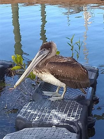 39650 US HWY 19 N, Tarpon Springs, FL 34689