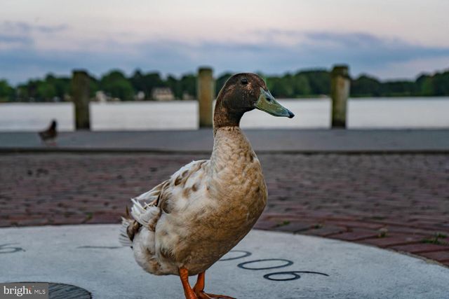 251 DEVON DR, Chestertown, MD 21620