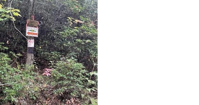 241 Bloom Trail, Sylva, NC 28779