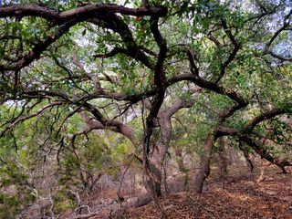 2066 Stallion Springs DR, Fischer, TX 78623