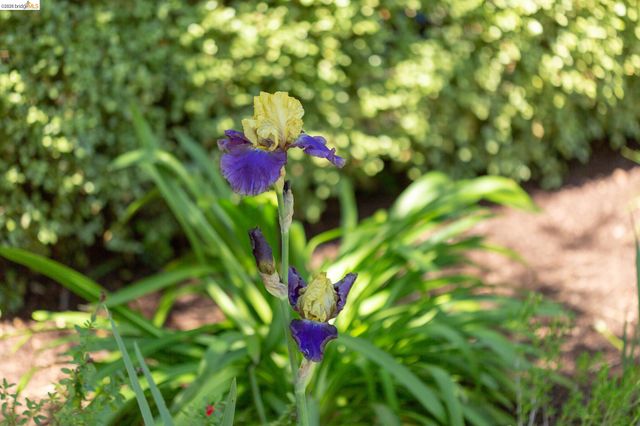 2802 Garber St, Berkeley, CA 94705