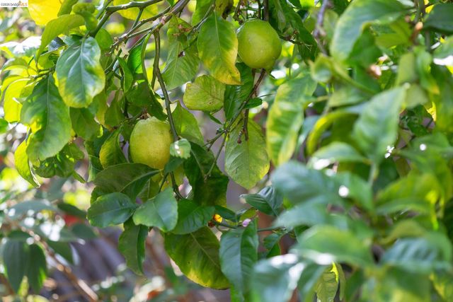 2802 Garber St, Berkeley, CA 94705