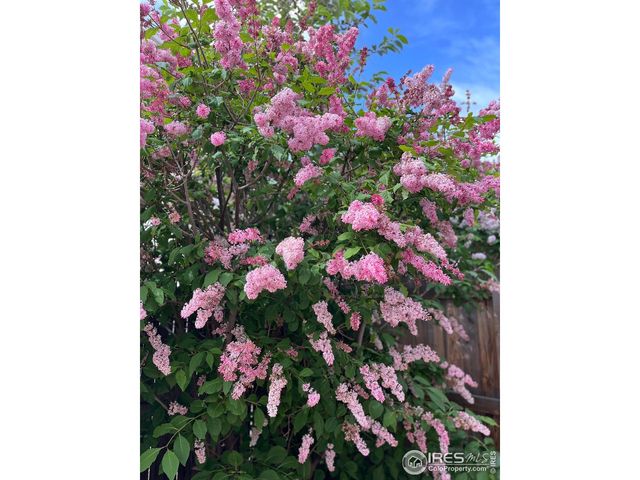 204 Linden St, Frederick, CO 80530