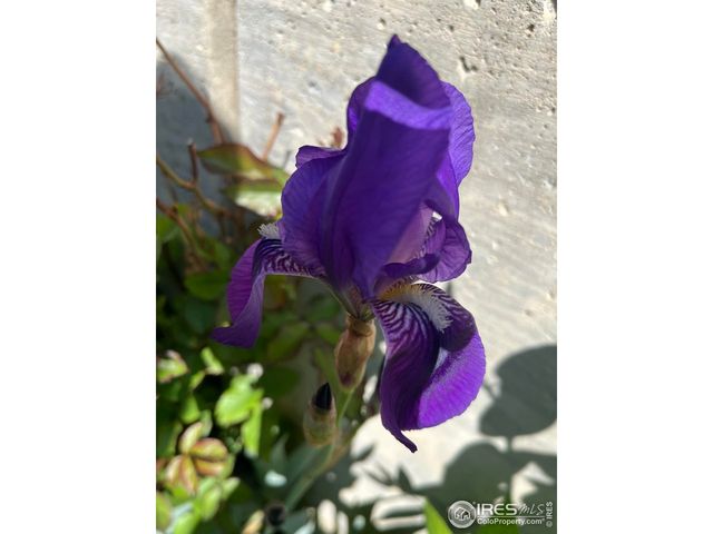 204 Linden St, Frederick, CO 80530