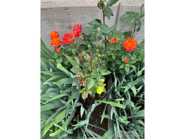 204 Linden St, Frederick, CO 80530