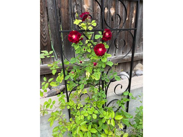 204 Linden St, Frederick, CO 80530