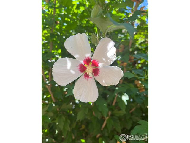 204 Linden St, Frederick, CO 80530