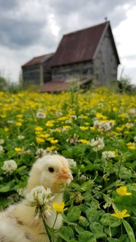 0 Ladd Rd Tract 4, Franklin, TN 37067