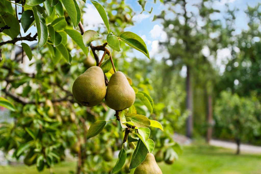 20322 MT Highway 35, Bigfork, MT 59911 photo 74