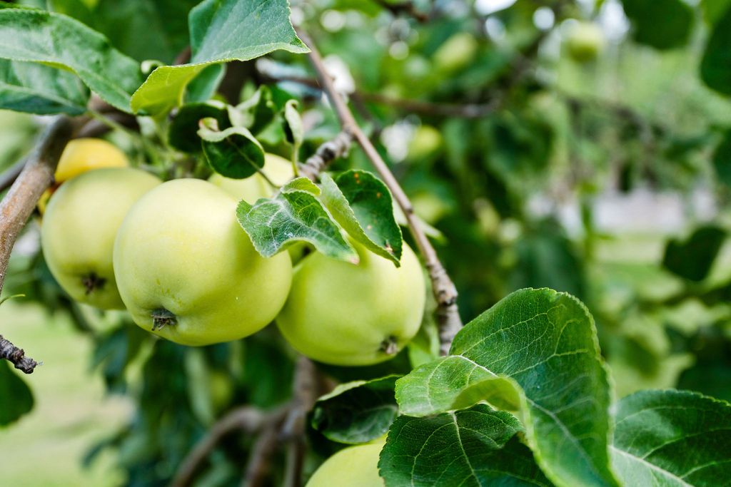 20322 MT Highway 35, Bigfork, MT 59911 photo 75