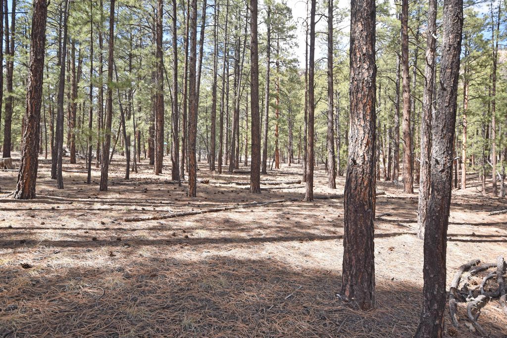 Image 11 of property listing at Lot 49 A Cool Pines, Jemez Springs, NM 87025