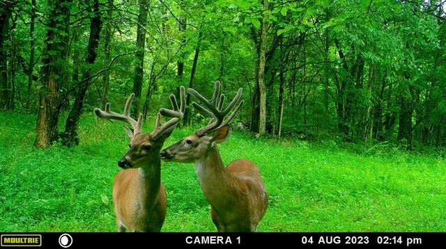 0 Turney Rd, Auburntown, TN 37016