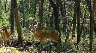 0 Turney Rd, Auburntown, TN 37016