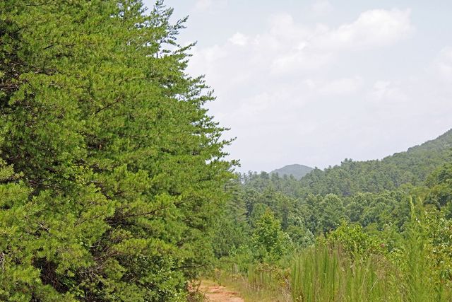 80 ACRE Shangri La Drive, Mineral Bluff, GA 30559