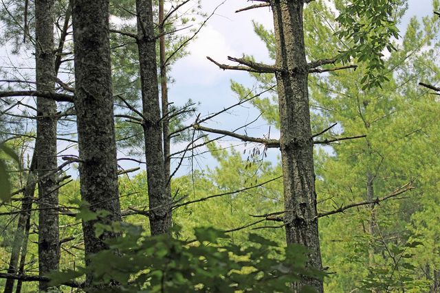 80 ACRE Shangri La Drive, Mineral Bluff, GA 30559