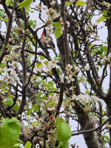 6551 Beech Trail, Converse, TX 78109