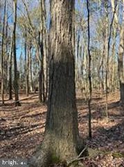 WISTERIA DR, Cambridge, MD 21613