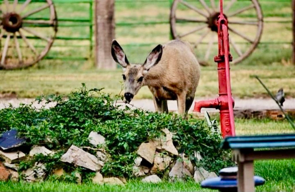 661 Dovetail Valentine Road, Winnett, MT 59087 photo 8