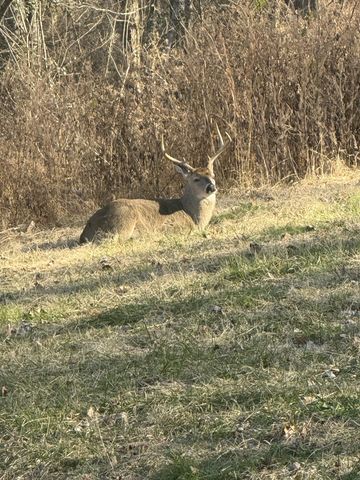 1210 Buckeye Rd, Fayetteville, TN 37334