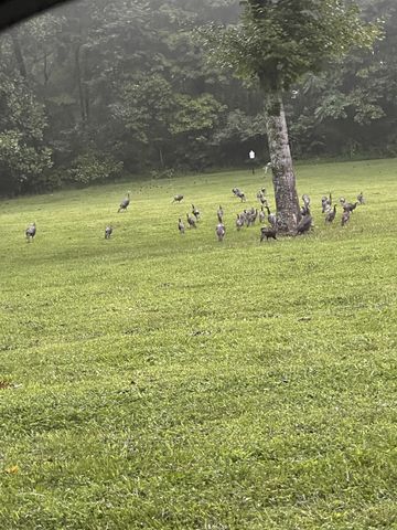 1210 Buckeye Rd, Fayetteville, TN 37334