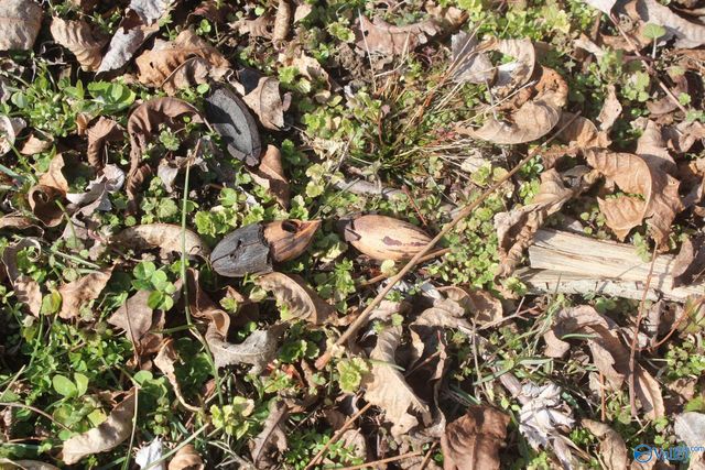 102 SW 1st Street, Sylvania, AL 35988