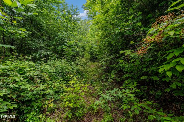 Tbd Walnut Mountain Road, Roan Mountain, TN 37687