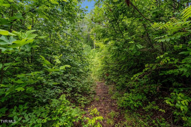 Tbd Walnut Mountain Road, Roan Mountain, TN 37687