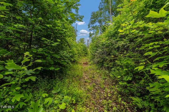 Tbd Walnut Mountain Road, Roan Mountain, TN 37687