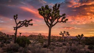 Hwy Ca-62, Joshua Tree, CA 92252