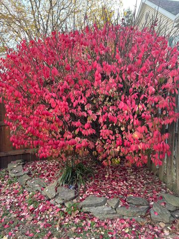 1705 Tyler Avenue, Aurora, MO 65605