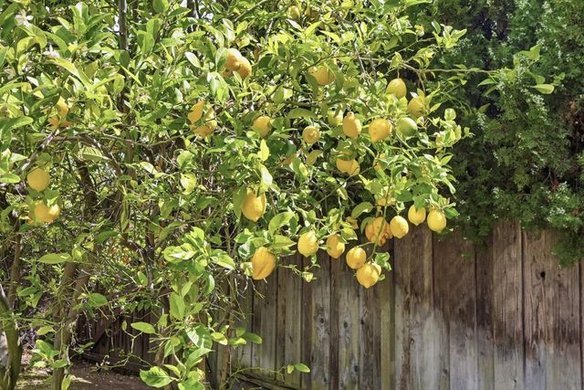 373 Dayton Avenue, Santa Clara, CA 95051