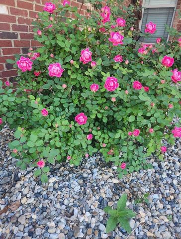 15 Appaloosa Trail, Vilonia, AR 72173