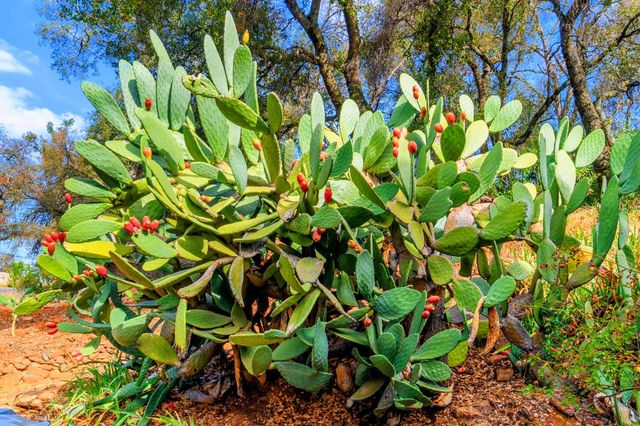 6275 Crystal Blvd, El Dorado, CA 95623