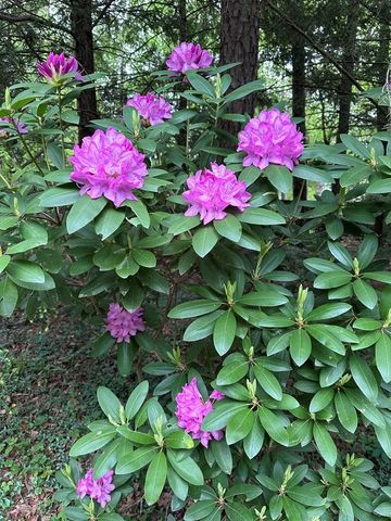 300 Westwoods Drive, Ellijay, GA 30540