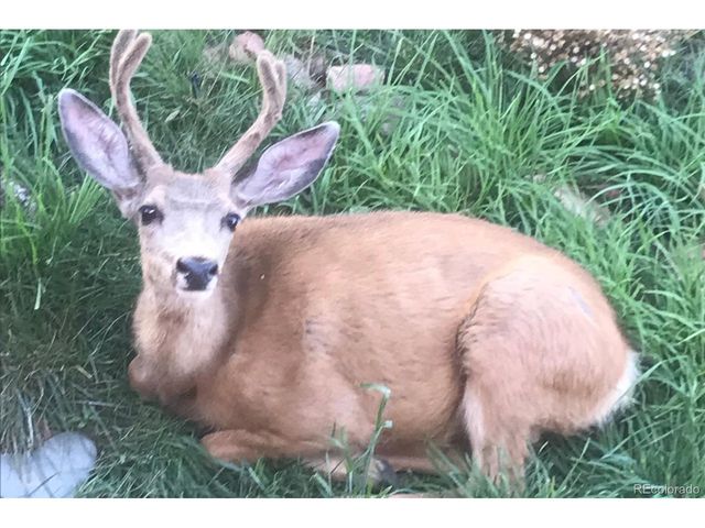 829 County Road 72, Bailey, CO 80421