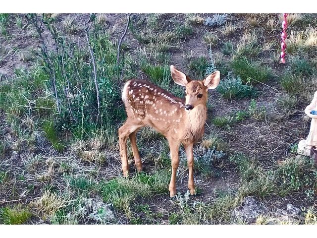 829 County Road 72, Bailey, CO 80421