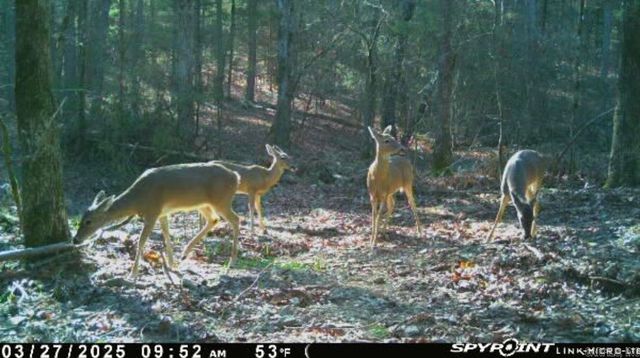 1962 Mountain Park, Shirley, AR 72153