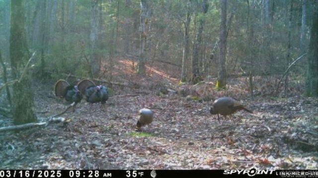 1962 Mountain Park, Shirley, AR 72153