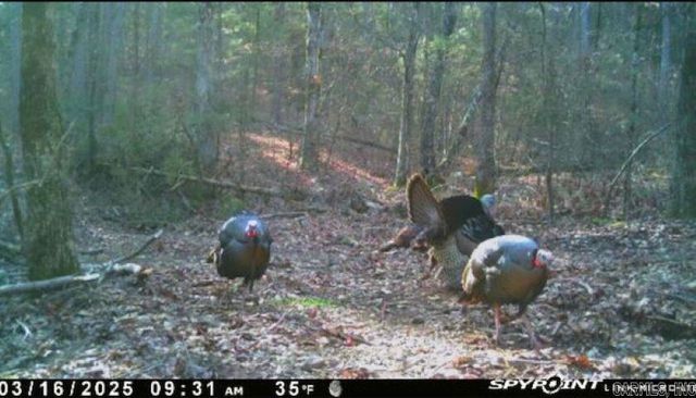 1962 Mountain Park, Shirley, AR 72153