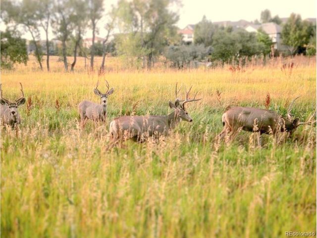 16011 W 56th Pl, Golden, CO 80403